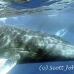 whale_humpback_h_00231_dom3632.jpg